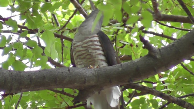 African Cuckoo-Hawk - ML201028961