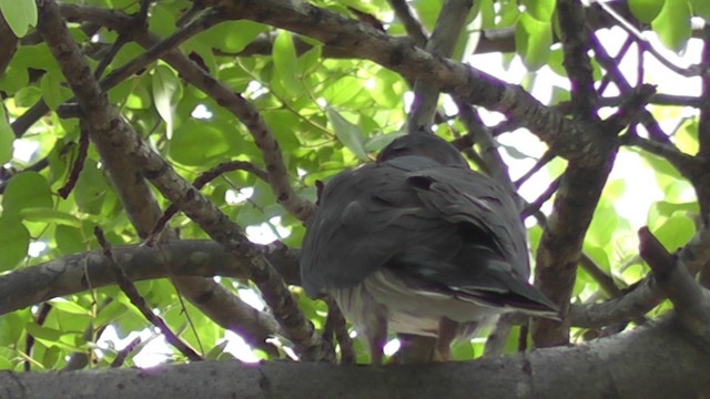 African Cuckoo-Hawk - ML201028971