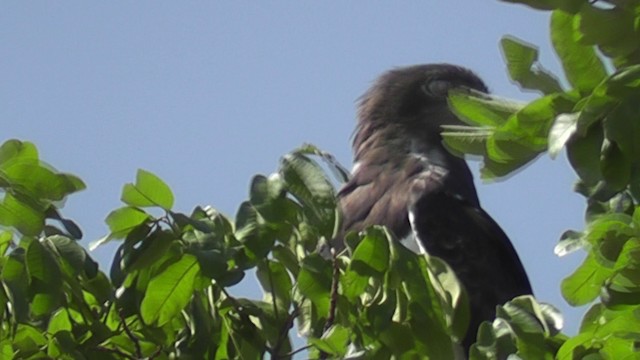 Black-chested Snake-Eagle - ML201028981