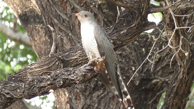 African Cuckoo - ML201029001
