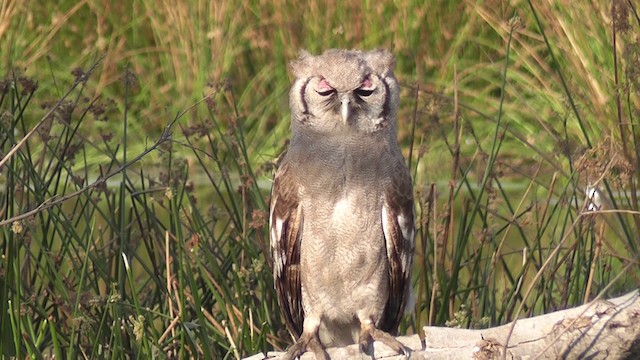 Verreaux's Eagle-Owl - ML201029051