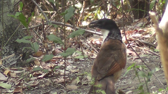 Coppery-tailed Coucal - ML201029101