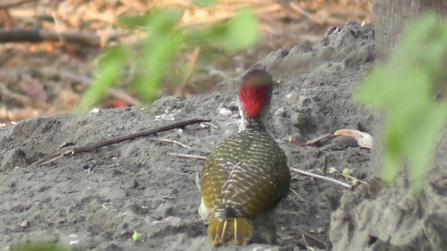 Bearded Woodpecker - ML201029131