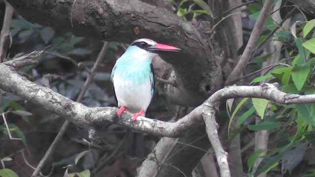 Blue-breasted Kingfisher - ML201029151