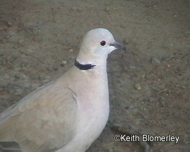 Ring-necked Dove - ML201029431