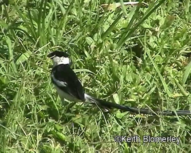 Pin-tailed Whydah - ML201029471