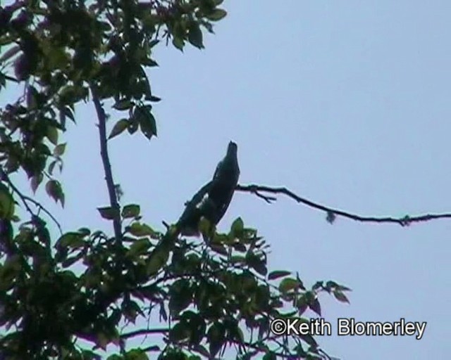 Himalayan Cuckoo - ML201029541