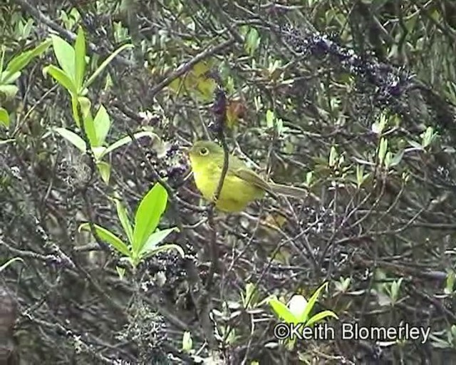 Green-crowned Warbler - ML201029581