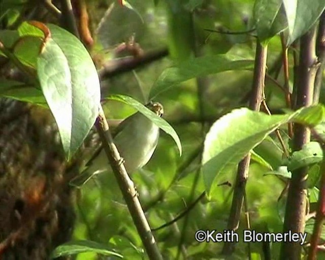 Large-billed Leaf Warbler - ML201029601