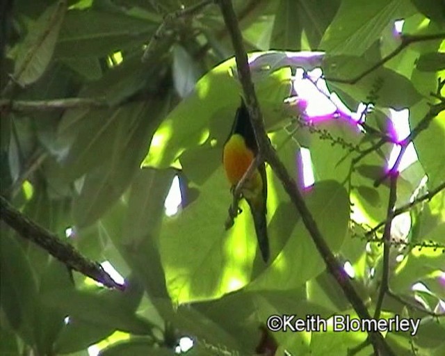 Green-tailed Sunbird (Green-tailed) - ML201029621