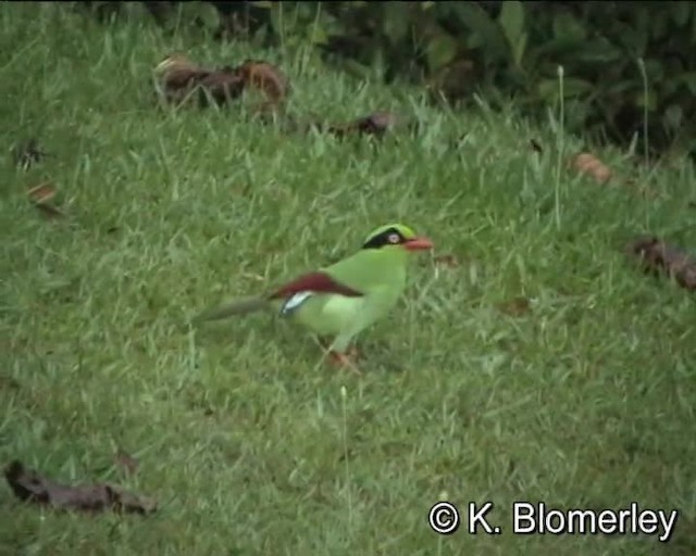 Urraca Verde de Borneo - ML201029851