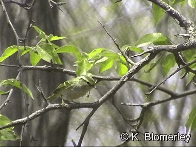 Pallas's Leaf Warbler - ML201030451