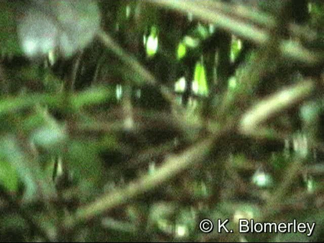 Black Bushbird - ML201030621