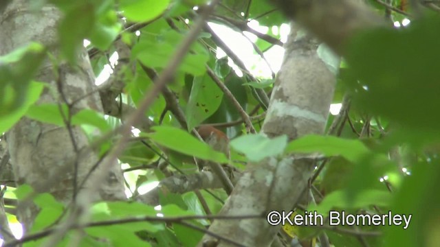 Rusty-backed Spinetail - ML201030711
