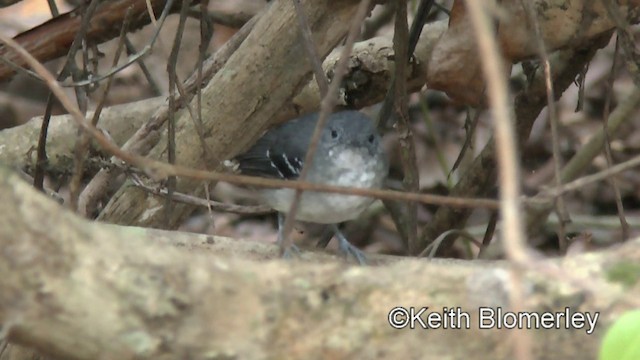 Band-tailed Antbird - ML201030731