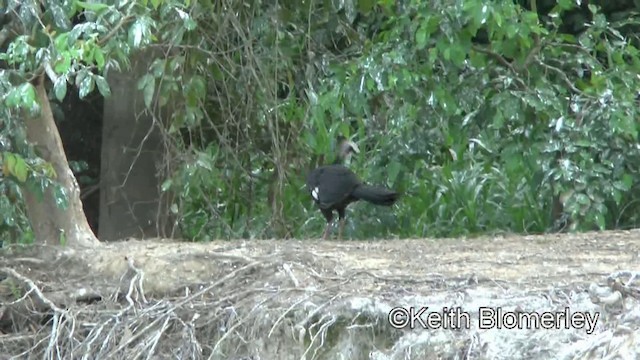 Red-throated Piping-Guan (Gray-crested) - ML201030821