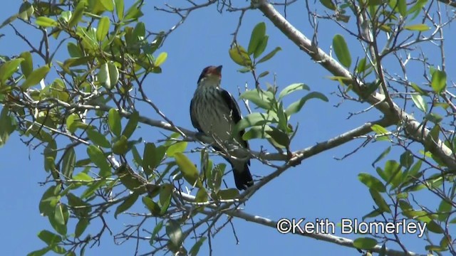 Black-tailed Tityra (Eastern) - ML201030891