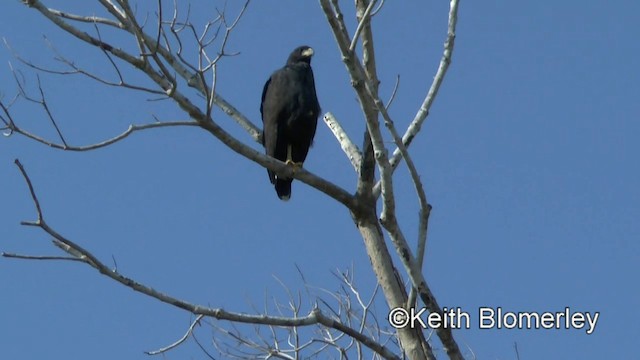 Great Black Hawk (Southern) - ML201031001