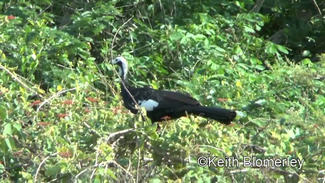 White-throated Piping-Guan - ML201031011