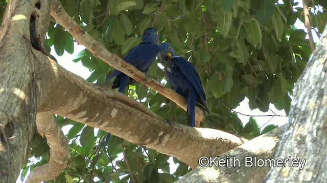 Hyacinth Macaw - ML201031031