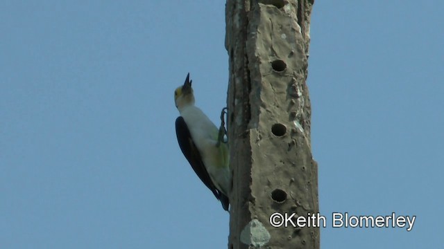 White Woodpecker - ML201031041