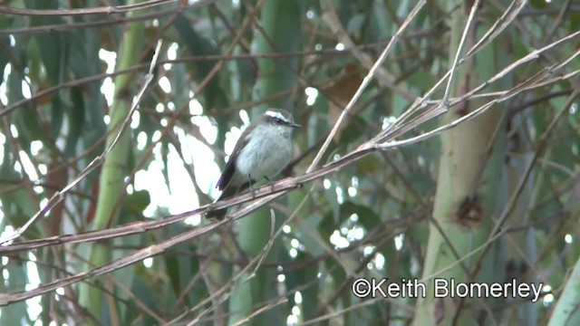 White-browed Chat-Tyrant - ML201031321