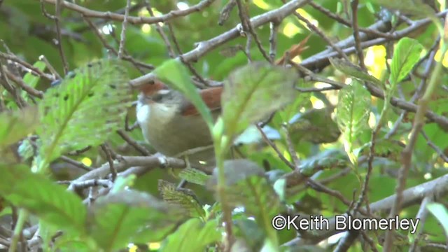 Line-cheeked Spinetail (Baron's) - ML201031341
