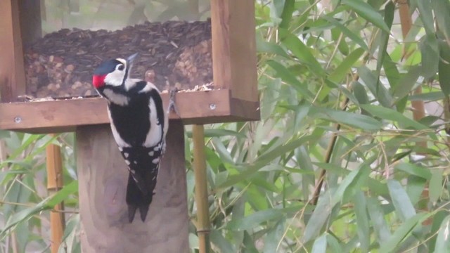 Great Spotted Woodpecker - ML201031821