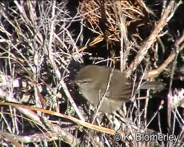 Aberrant Bush Warbler (Sunda) - ML201032251