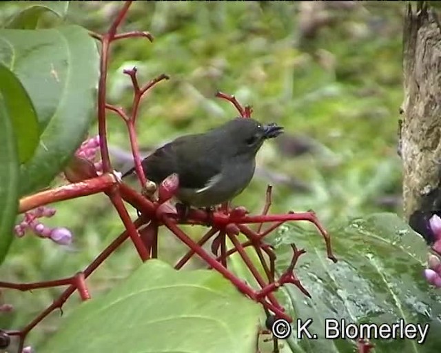 Black-sided Flowerpecker - ML201032281