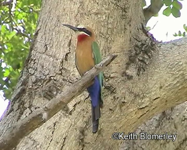White-fronted Bee-eater - ML201032381