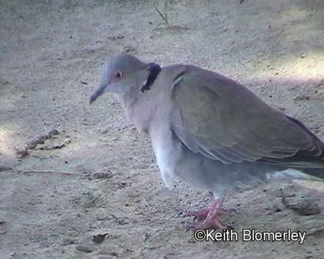 Mourning Collared-Dove - ML201032441