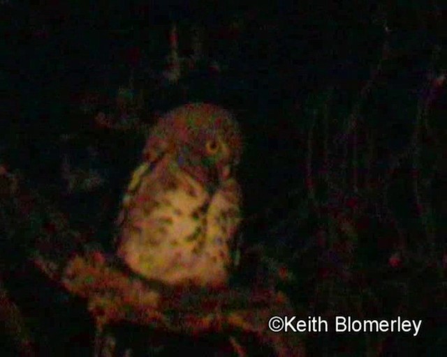 African Barred Owlet (Bar-fronted) - ML201032501