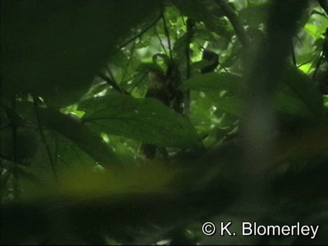 Ochre-throated Foliage-gleaner (turdinus) - ML201032961