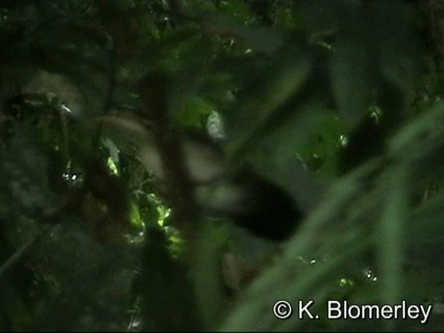 Южноамериканский лапчатоног - ML201033011