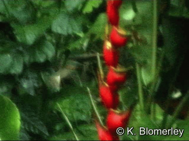 kolibřík světloocasý - ML201033021