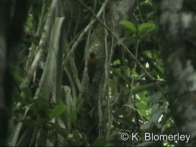 Chestnut Woodpecker - ML201033051