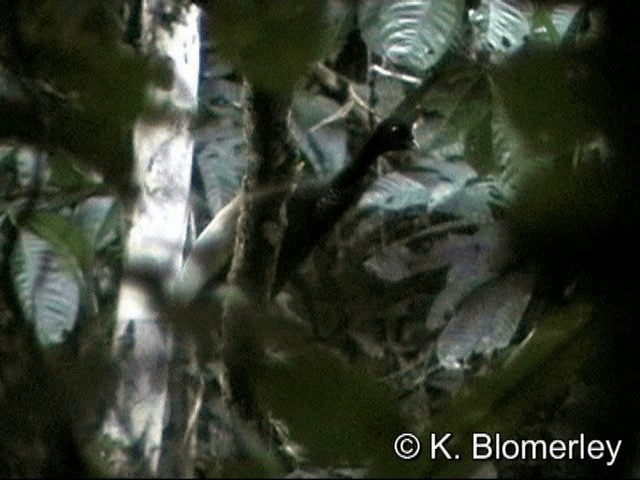 gråvingetrompetfugl (napensis) - ML201033111