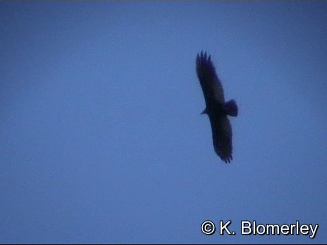 Greater Yellow-headed Vulture - ML201033121