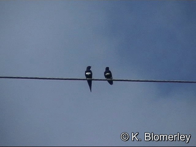 White-banded Swallow - ML201033141