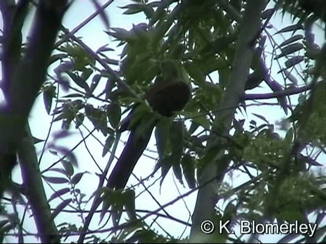 Sultan's Cuckoo-Dove (Sulawesi) - ML201033181
