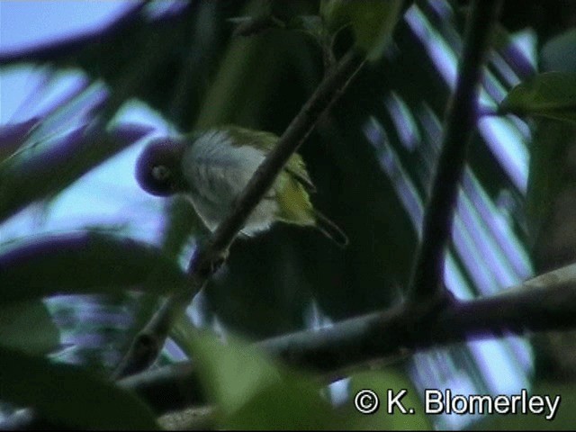 Black-crowned White-eye - ML201033241