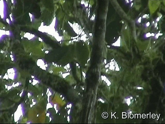 Sulawesi Pygmy Woodpecker - ML201033271