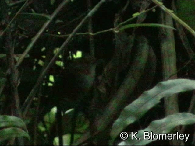 Sulawesi Babbler - ML201033281