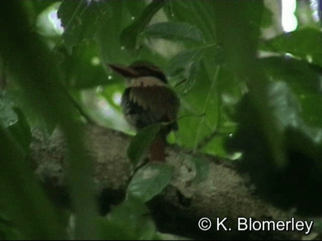 Sulawesi Lilac Kingfisher - ML201033491