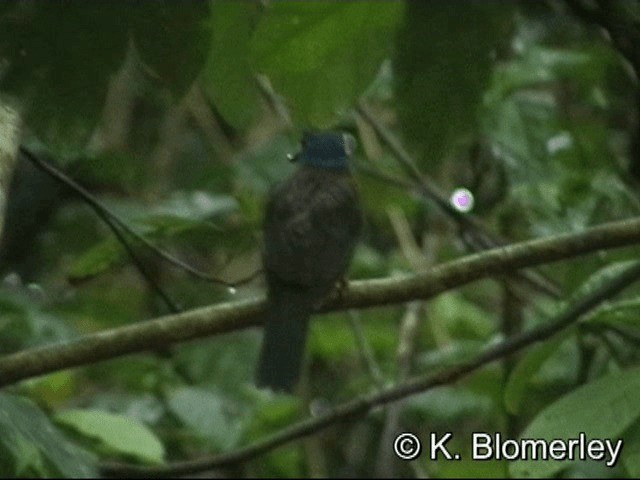 Green-backed Kingfisher (Blue-headed) - ML201033501