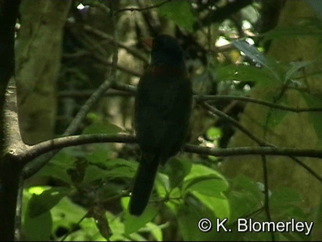 Green-backed Kingfisher (Blue-headed) - ML201033561