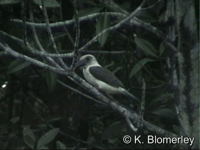 Great-billed Kingfisher - ML201033571
