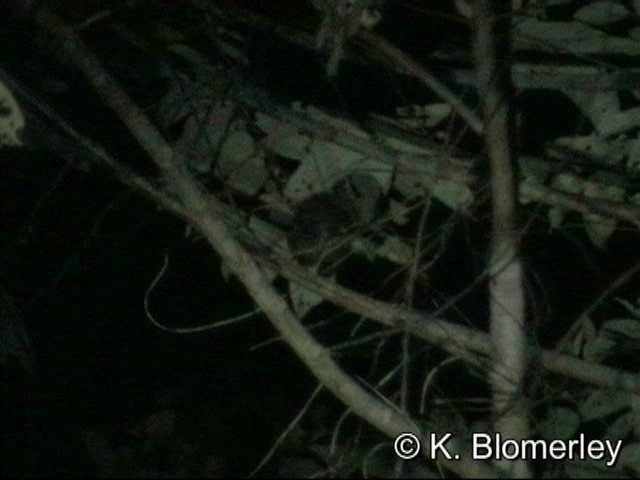 Moluccan Scops-Owl (Moluccan) - ML201033611