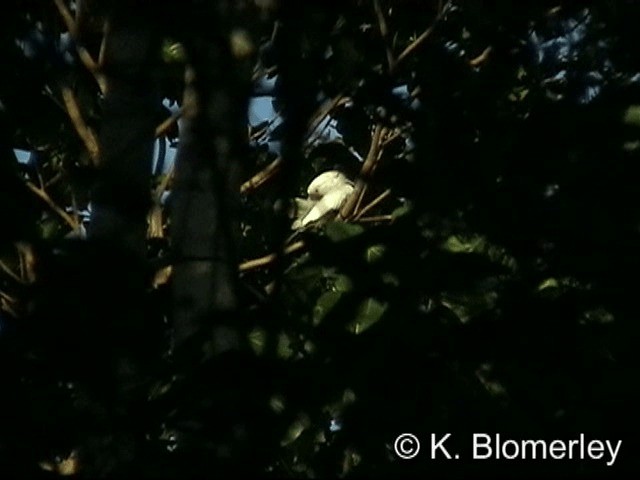 Белый какаду - ML201033621